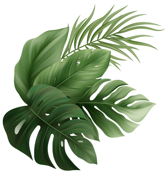 Daun Monstera Kiri