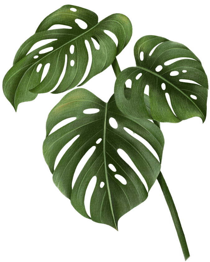 Daun Monstera Kanan