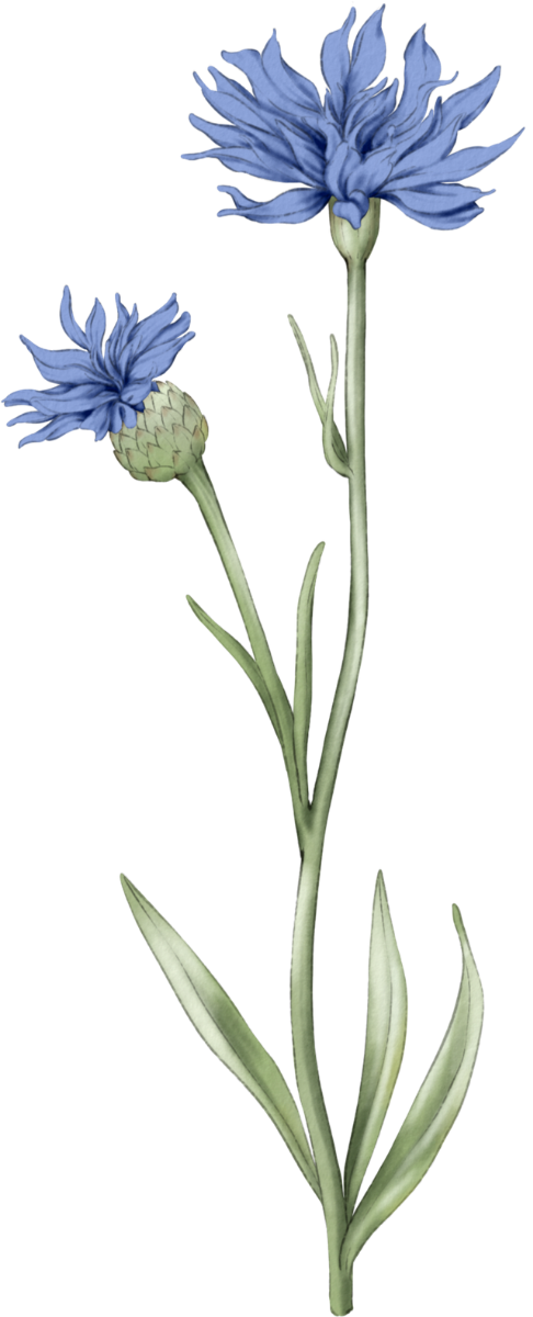 Bunga Biru Kanan