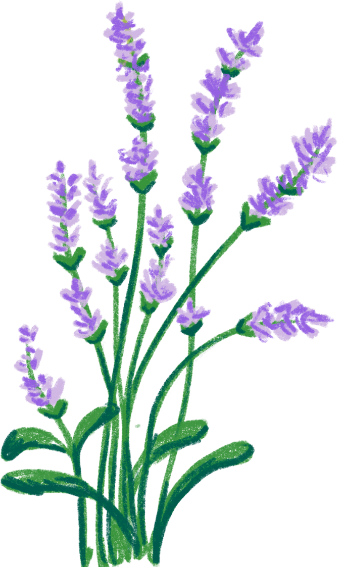 Lavender Tengah