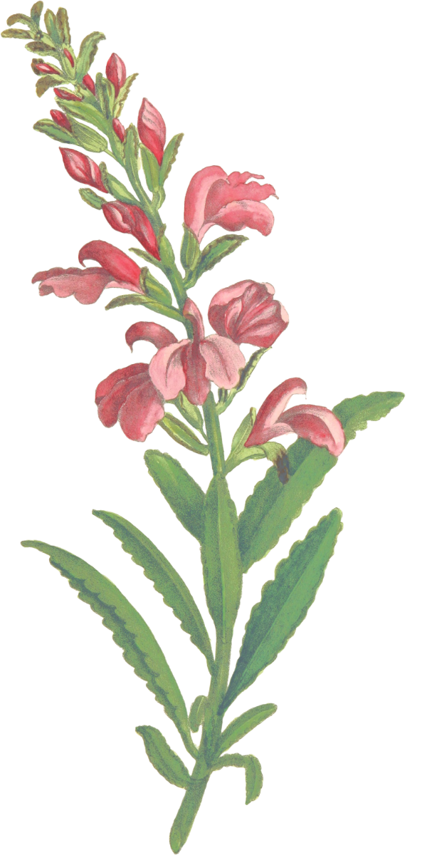 Bunga Pink Kiri